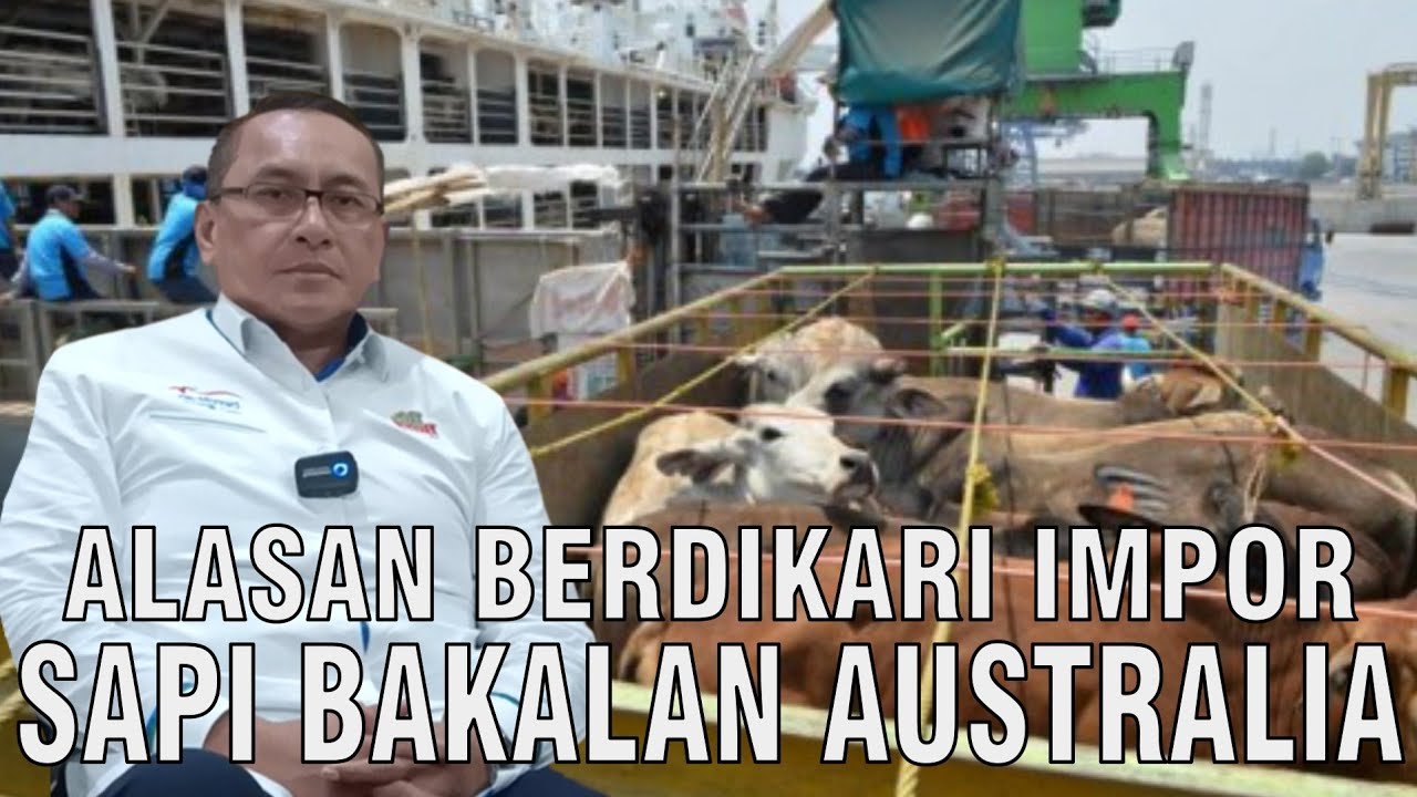 
                                 Alasan-Berdikari-Impor-Sapi-Australia